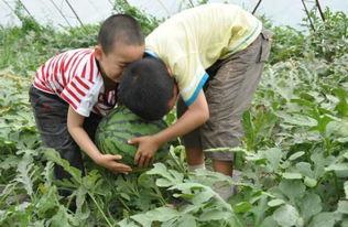 遂昌老师吃瓜事件,一场校园风波引发的思考