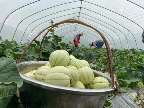 雪瓜什么时候吃,揭秘最佳食用时间与美味体验